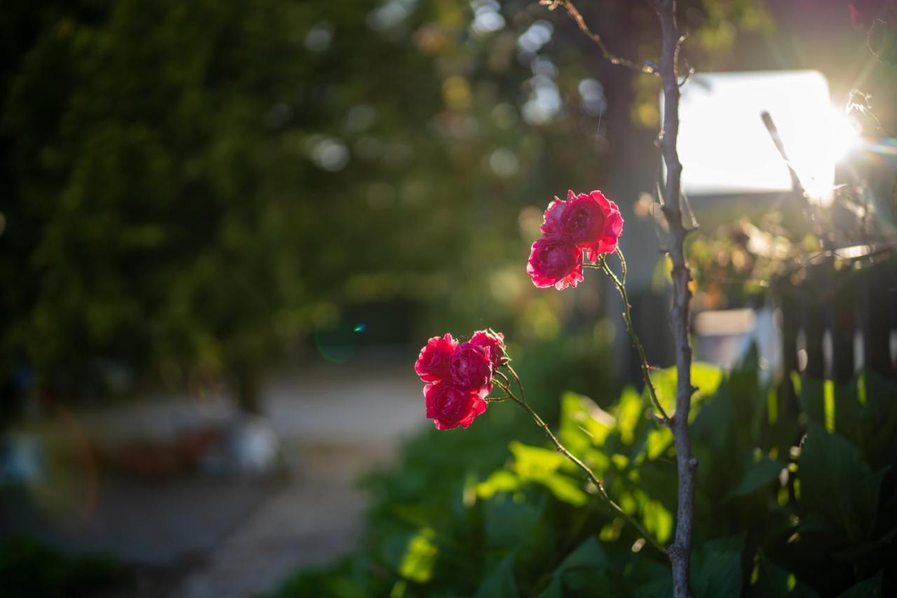 Quinta Do Sol Daire Alijó Dış mekan fotoğraf