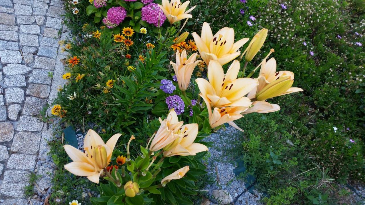 Quinta Do Sol Daire Alijó Dış mekan fotoğraf